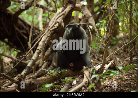 Ein erwachsener macaca nigra sitzt auf dem Baumzweig im Regenwald Stockfoto