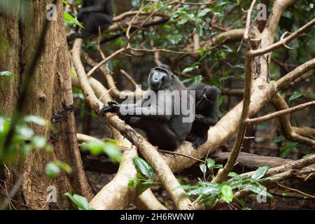 Tägliches Leben der crested Macaques von coes Stockfoto