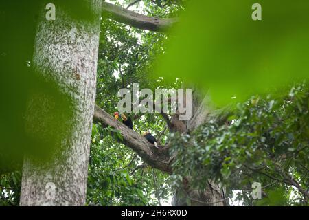 Ein Paar Hornvögel sitzt auf dem Baum im Tangkoko National Park Stockfoto