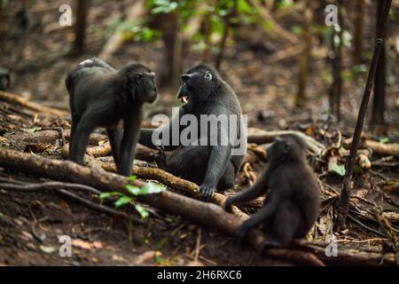 Ein Männchen und zwei weibliche schwarze Macaken streiten sich und das Männchen zeigt seine Zähne Stockfoto