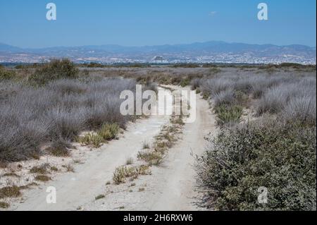 Zu Fuß zum Limassol Salzsee, sonnengetrocknetes Gras und Blick auf Limassol am Horizont in suny Tag Stockfoto