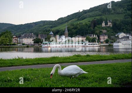 Weißer Schwanenvögel, der grünes Gras auf der Mosel grast, mit Blick auf die alte Stadt Trarbach, Deutschland Stockfoto