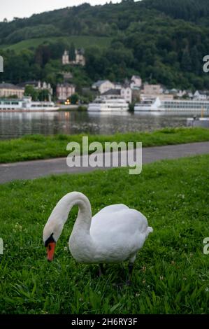 Weißer Schwanenvögel, der grünes Gras auf der Mosel grast, mit Blick auf die alte Stadt Trarbach, Deutschland Stockfoto