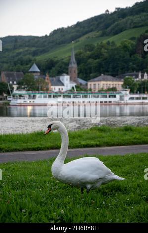 Weißer Schwanenvögel, der grünes Gras auf der Mosel grast, mit Blick auf die alte Stadt Trarbach, Deutschland Stockfoto