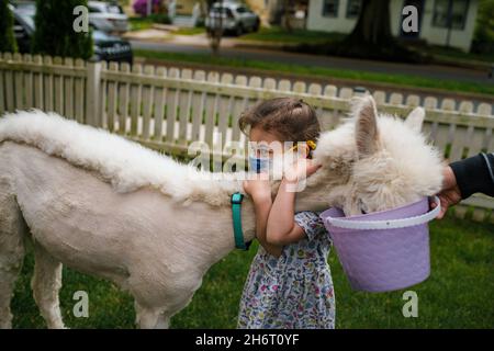 Junges Mädchen umarmt Alpaka in Vorstadthof Stockfoto