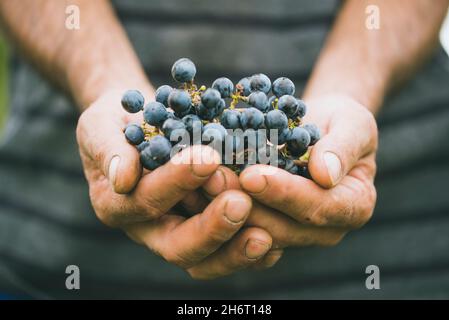 Nahaufnahme der Hände mit einem schwarzen Traubenhaufen. Stockfoto