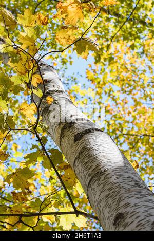 Nahaufnahme der Rinde einer Birke und ihrer Blätter an einem Herbsttag. Stockfoto