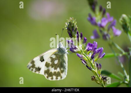 Schmetterling sitzt auf einer Blumenwiese. Stockfoto