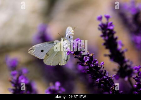 Schmetterling sitzt auf Lavendel im Garten. Stockfoto