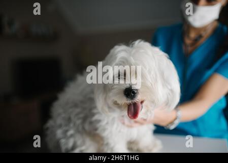 Nahaufnahme eines maltesischen Hundes und eines Tierarztes in einem verschwommenen Hintergrund. Stockfoto