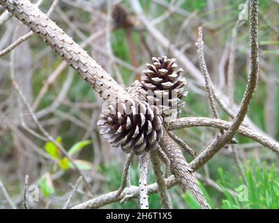 Zwei Pinecone auf einem Ast Stockfoto