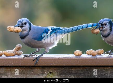 Bluejay kommt auf dem Deck an, um Erdnüsse zu essen Stockfoto