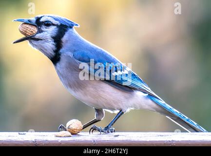 Bluejay kommt auf dem Deck an, um Erdnüsse zu essen Stockfoto