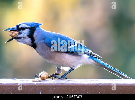Bluejay kommt auf dem Deck an, um Erdnüsse zu essen Stockfoto