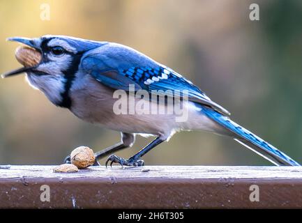 Bluejay kommt auf dem Deck an, um Erdnüsse zu essen Stockfoto