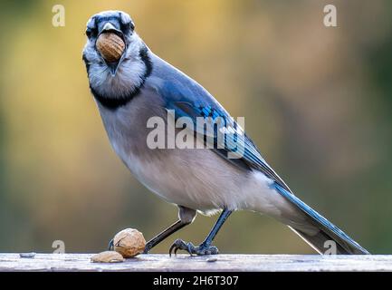 Bluejay kommt auf dem Deck an, um Erdnüsse zu essen Stockfoto