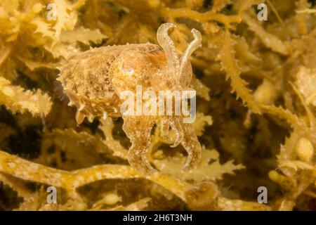 Der stumpelstachelige Tintenfisch, Sepia bandensis, ist auf den Korallenriffen auf den Philippinen verbreitet. Es ist abgebildet zu versuchen, seine Farbe und Form zu m zu tarnen Stockfoto