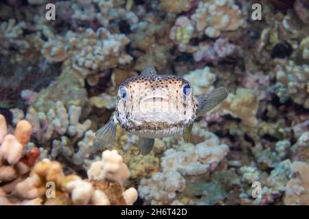 Der gefleckte Stachelschweinfisch, Diodon hystrix, ernährt sich hauptsächlich nachts von hartschaligen Wirbellosen. Hawaii. Stockfoto