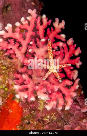 Ein Komet-Meeresstern, Linckia multifora, auf roter Spitzenkoralle, Distichopora sp., Yap, Föderierte Staaten von Mikronesien. Stockfoto