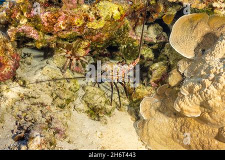 Der gebänderte Langusten, Panulirus marginatus, ist eine endemische Art. Hawaii. Stockfoto