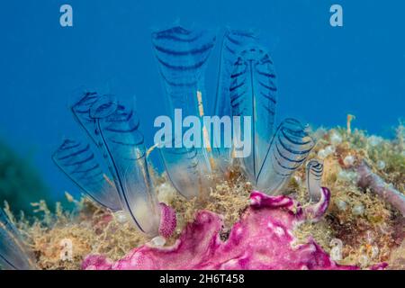Eine Kolonie aus blauem Klubtunikat, Rhopalaea circula, auch bekannt als Meeresspritzer, Yap Island, Mikronesien. Tunikate sind häufig vorgefundene Filterzuführungen Stockfoto