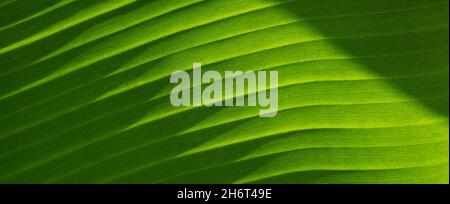 Textur von grünen Blättern einer Bananenpalme. Hintergrund exotischer Blätter, Nahaufnahme. Banner, Kopierbereich. Stockfoto