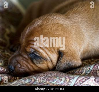 Rotbone Coonhound Puppy Wurf Stockfoto