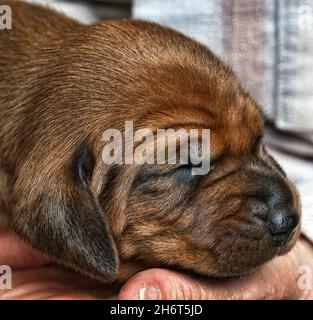 Redbone Coonhound Welpen Stockfoto