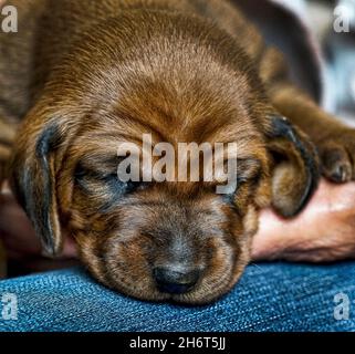 Redbone Coonhound Welpen Stockfoto