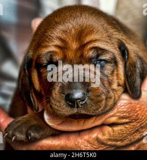 Redbone Coonhound Welpen Stockfoto