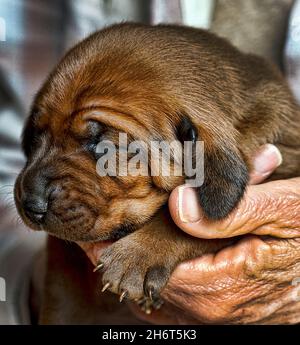 Rotbone Coonhound Puppy Wurf Stockfoto
