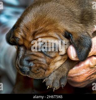Rotbone Coonhound Puppy Wurf Stockfoto