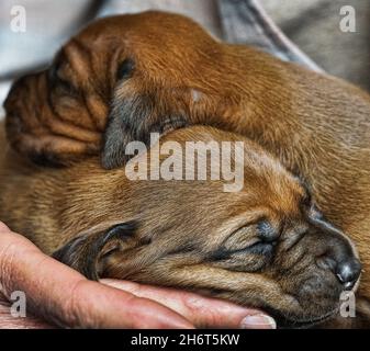 Redbone Coonhound Welpen Stockfoto