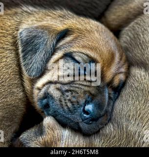 Redbone Coonhound Welpen Stockfoto