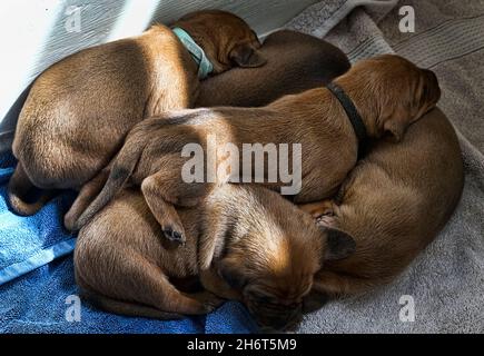 Rotbone Coonhound Puppy Wurf Stockfoto