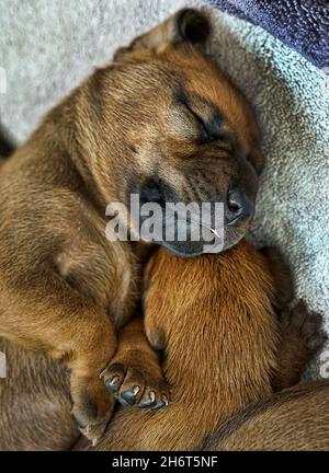 Redbone Coonhound Wurf Stockfoto