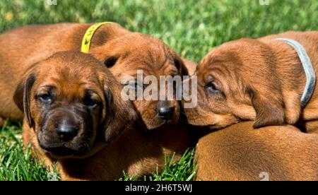 Redbone Coonhound Wurf Stockfoto