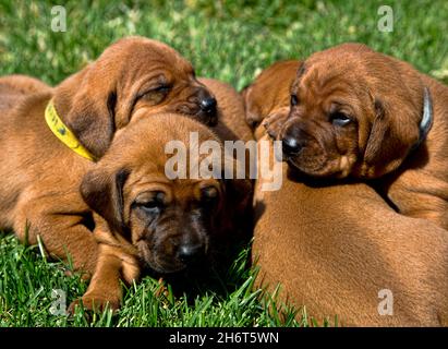 Rotbone Coonhound Puppy Wurf Stockfoto