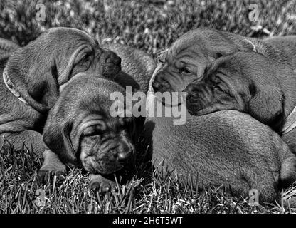 Rotbone Coonhound Puppy Wurf Stockfoto