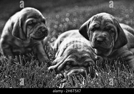 Rotbone Coonhound Puppy Wurf Stockfoto