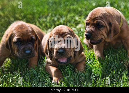 Rotbone Coonhound Puppy Wurf Stockfoto