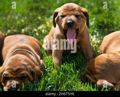Rotbone Coonhound Puppy Wurf Stockfoto