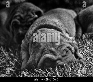 Rotbone Coonhound Puppy Wurf Stockfoto