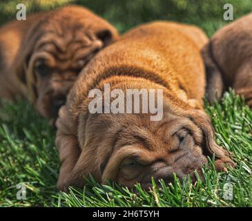 Rotbone Coonhound Puppy Wurf Stockfoto