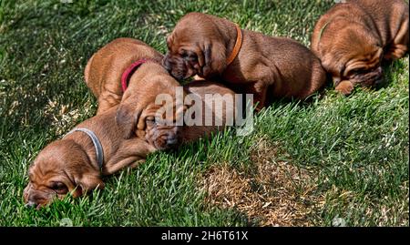 Rotbone Coonhound Puppy Wurf Stockfoto
