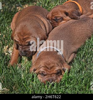 Rotbone Coonhound Puppy Wurf Stockfoto