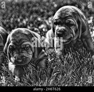 Rotbone Coonhound Puppy Wurf Stockfoto