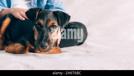 Ein kleiner Welpenhund liegt auf der Couch neben einem Mann. Das Konzept der Freundschaft zwischen Mensch und Hund, die Liebe zu Tieren. Stockfoto