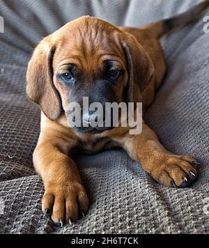 Redbone Coonhound Welpen. Stockfoto