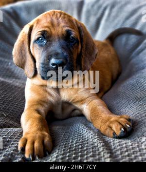 Redbone Coonhound Welpen. Stockfoto